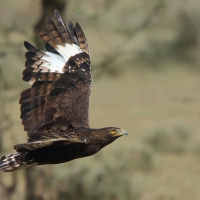 Orlik długoczuby - Lophaetus occipitalis - Long-crested Eagle