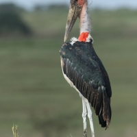 Marabut afrykański - Leptoptilos crumenifer - Marabou