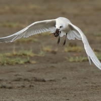 Rybitwa krótkodzioba - Gelochelidon nilotica - Gull-billed Tern