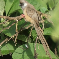 Czepiga rudawa - Colius striatus - Speckled Mousebird