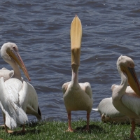 Pelikan różowy - Pelecanus onocrotalus - Great White Pelican