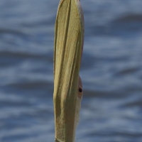Pelikan różowy - Pelecanus onocrotalus - Great White Pelican