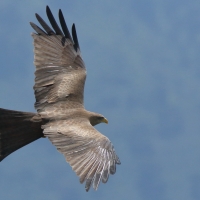Kania egipska - Milvus migrans aegyptius - Yellow-billed Kite