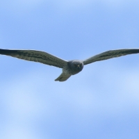 Błotniak łąkowy - Circus pygargus - Montagu's Harrier