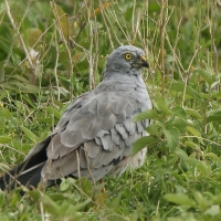 Błotniak łąkowy - Circus pygargus - Montagu's Harrier
