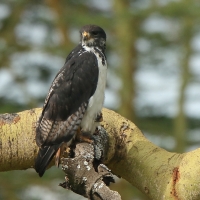 Myszołów białobrzuchy - Buteo augur - Augur Buzzard