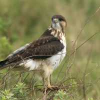 Myszołów białobrzuchy - Buteo augur - Augur Buzzard