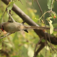 Czepiga długosterna - Urocolius macrourus - Blue-naped Mousebird