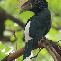Dzioborożec srebrnolicy - Bycanistes brevis - Silvery-cheeked Hornbill
