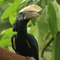 Dzioborożec srebrnolicy - Bycanistes brevis - Silvery-cheeked Hornbill