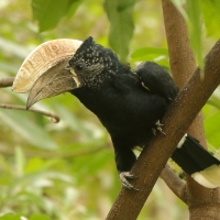 Dzioborożec srebrnolicy - Bycanistes brevis - Silvery-cheeked Hornbill