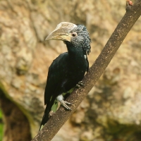 Dzioborożec srebrnolicy - Bycanistes brevis - Silvery-cheeked Hornbill