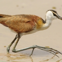 Długoszpon afrykański - Actophilornis africanus - African Jacana
