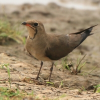 Żwirowiec łąkowy - Glareola pratincola - Collared Pratincole