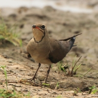 Żwirowiec łąkowy - Glareola pratincola - Collared Pratincole