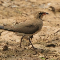 Żwirowiec łąkowy - Glareola pratincola - Collared Pratincole