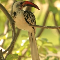 Toko białogrzbiety - Tockus erythrorhynchus - Northern Red-billed Hornbill