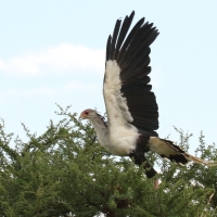Sekretarz - Sagittarius serpentarius - Secretary-bird