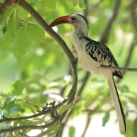 Toko białogrzbiety - Tockus erythrorhynchus - Northern Red-billed Hornbill