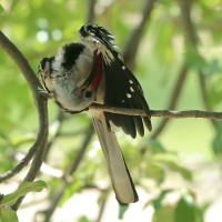 Toko białogrzbiety - Tockus erythrorhynchus - Northern Red-billed Hornbill