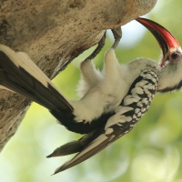 Toko białogrzbiety - Tockus erythrorhynchus - Northern Red-billed Hornbill