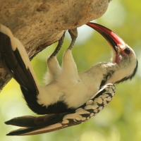 Toko białogrzbiety - Tockus erythrorhynchus - Northern Red-billed Hornbill