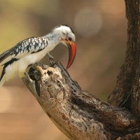Toko białogrzbiety - Tockus erythrorhynchus - Northern Red-billed Hornbill