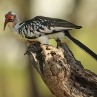 Toko białogrzbiety - Tockus erythrorhynchus - Northern Red-billed Hornbill