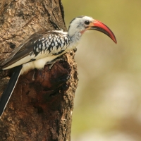Toko białogrzbiety - Tockus erythrorhynchus - Northern Red-billed Hornbill