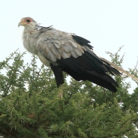 Sekretarz - Sagittarius serpentarius - Secretary-bird