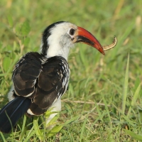 Toko białogrzbiety - Tockus erythrorhynchus - Northern Red-billed Hornbill
