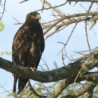 Orzeł stepowy - Aquila nipalensis - Steppe Eagle