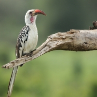 Toko białogrzbiety - Tockus erythrorhynchus - Northern Red-billed Hornbill