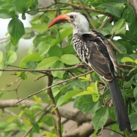 Toko białogrzbiety - Tockus erythrorhynchus - Northern Red-billed Hornbill