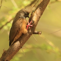 Czepiga rudawa - Colius striatus - Speckled Mousebird