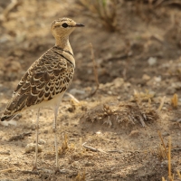 Nocobieg dwuobrożny - Rhinoptilus africanus -  Double-banded Course