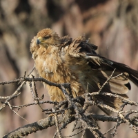 Orzeł sawannowy - Aquila rapax - Tawny Eagle