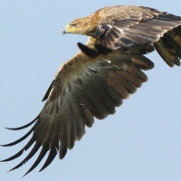 Orzeł sawannowy - Aquila rapax - Tawny Eagle