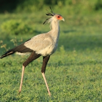 Sekretarz - Sagittarius serpentarius - Secretary-bird