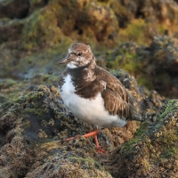 Kamusznik - Arenaria interpres - Ruddy Turnstone
