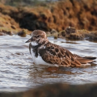 Kamusznik - Arenaria interpres - Ruddy Turnstone