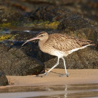 Kulik mniejszy - Numenius phaeopus - Whimbrel