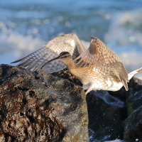Kulik mniejszy - Numenius phaeopus - Whimbrel