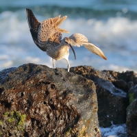 Kulik mniejszy - Numenius phaeopus - Whimbrel