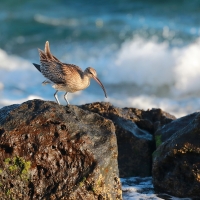 Kulik mniejszy - Numenius phaeopus - Whimbrel