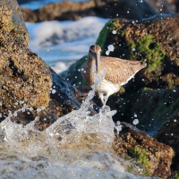 Kulik mniejszy - Numenius phaeopus - Whimbrel
