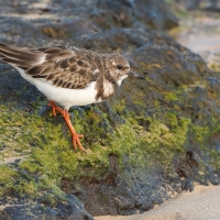 Kamusznik - Arenaria interpres - Ruddy Turnstone