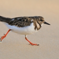 Kamusznik - Arenaria interpres - Ruddy Turnstone