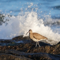 Kulik mniejszy - Numenius phaeopus - Whimbrel