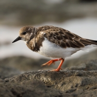Kamusznik - Arenaria interpres - Ruddy Turnstone
